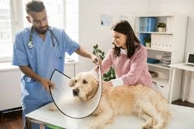 Dog care image